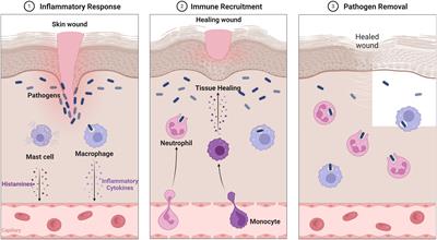 Recent advances in molecular mechanisms of skin wound healing and its treatments